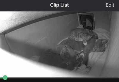 3 of my outdoor strays