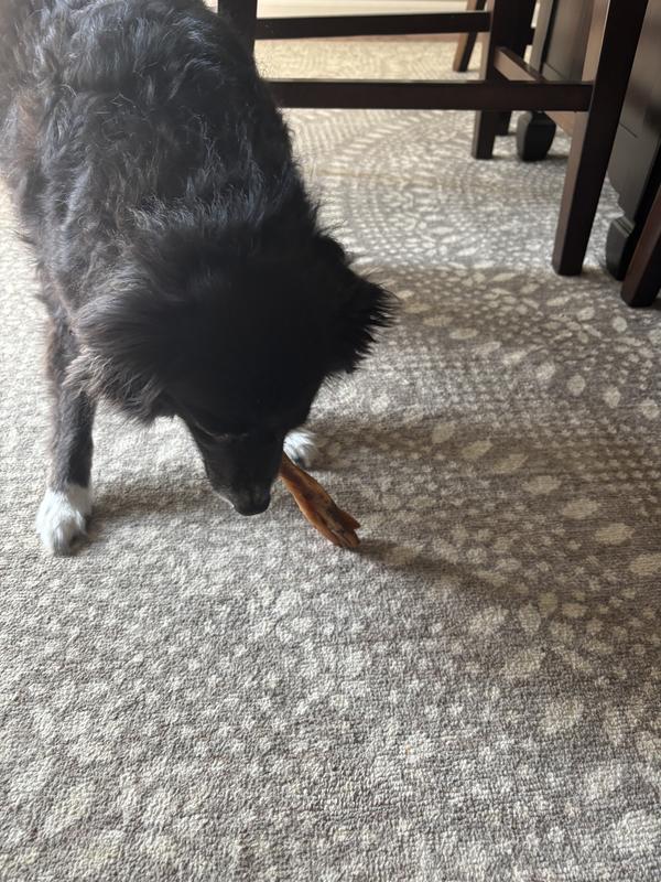 6 year old dog loves