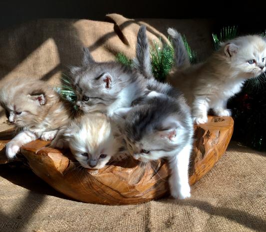 GO! GO! GONE! Stuffed