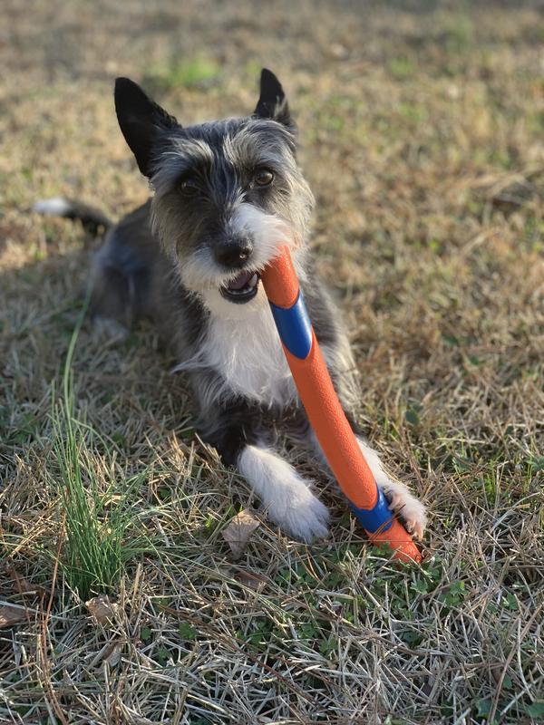 CHUCKIT! Ultra Fetch Stick Dog Toy - Chewy.com