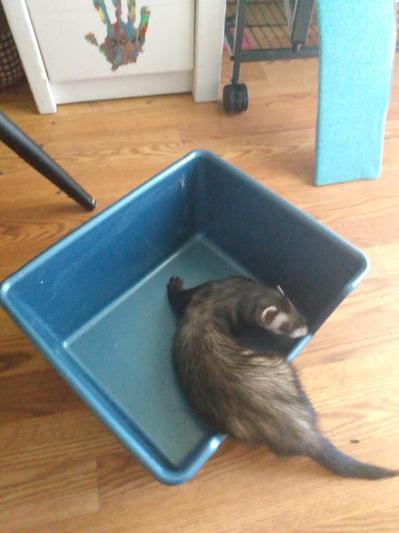 High back outlet ferret litter pan