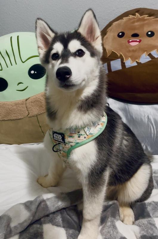 He might be a mandalorian fan..