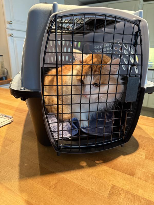 Rufus ready to try his new carrier.  Off for teeth cleaning today.