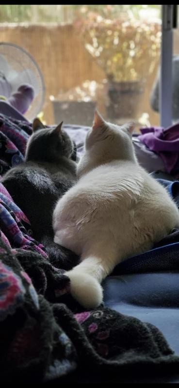 Charlie and Marshmellow