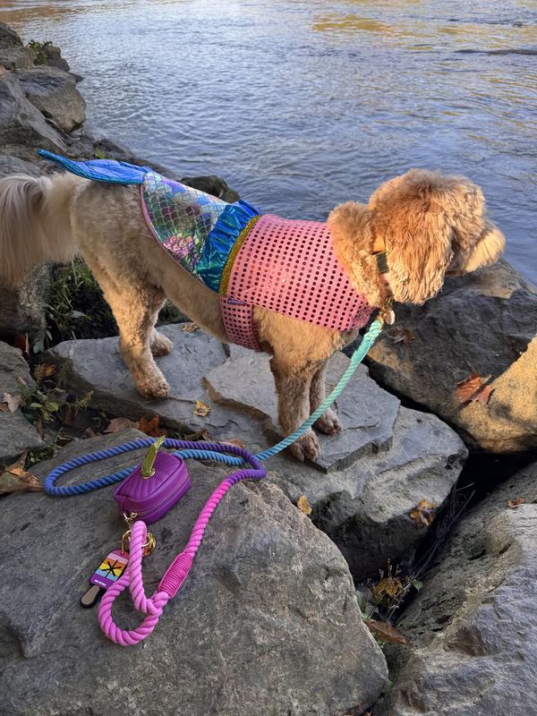 A leash perfect for a mermaid!