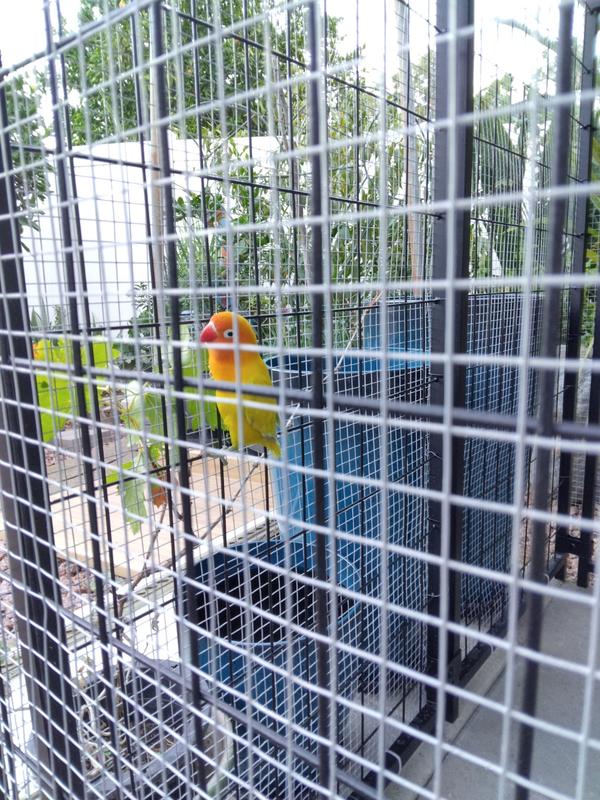 Sunny in his enclosure