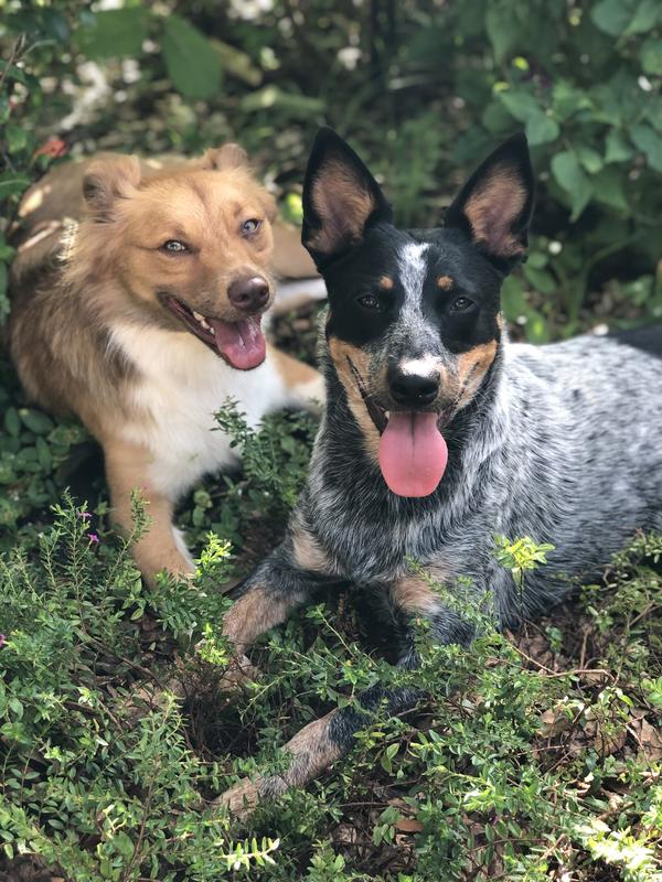 Our girls LOOOOVE BAM-bones