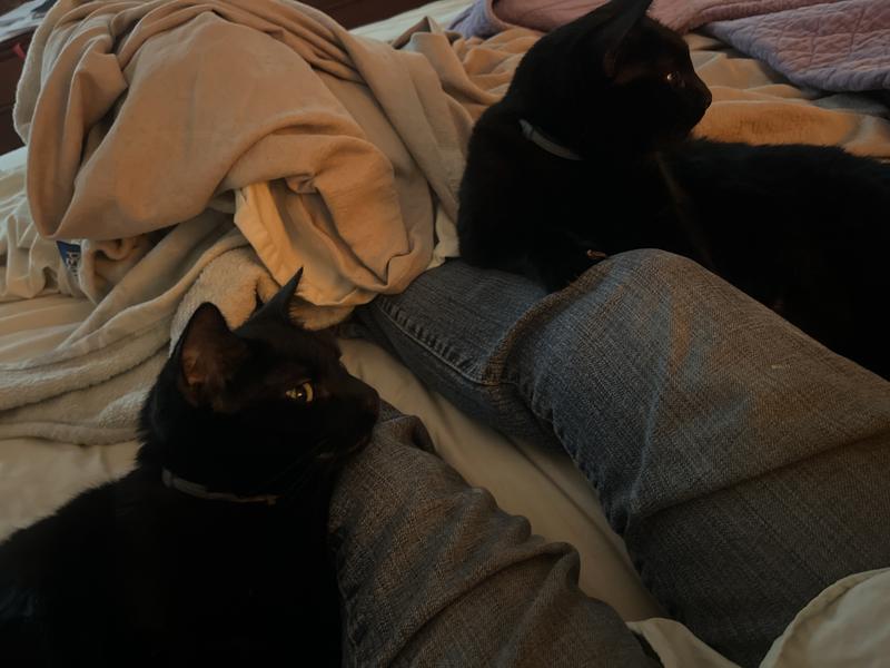 Jet and Onyx, sporting their collars.