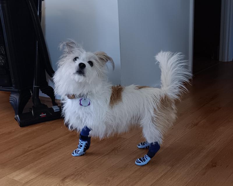 Hi! I am Clara and I love my Tiger Toe Socks!