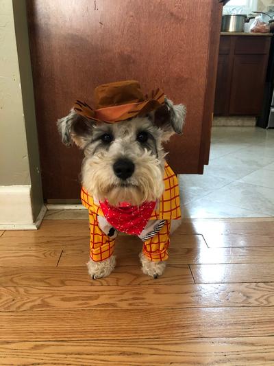 Discontinued - RUBIE'S COSTUME COMPANY Toy Story Woody Dog Costume, X ...