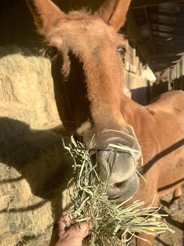 Willa’s initial introduction