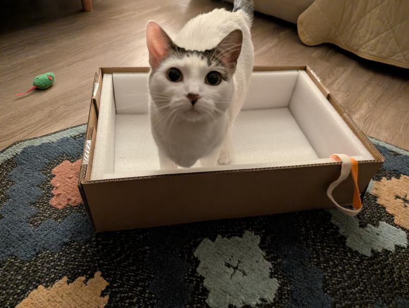 Cat in box