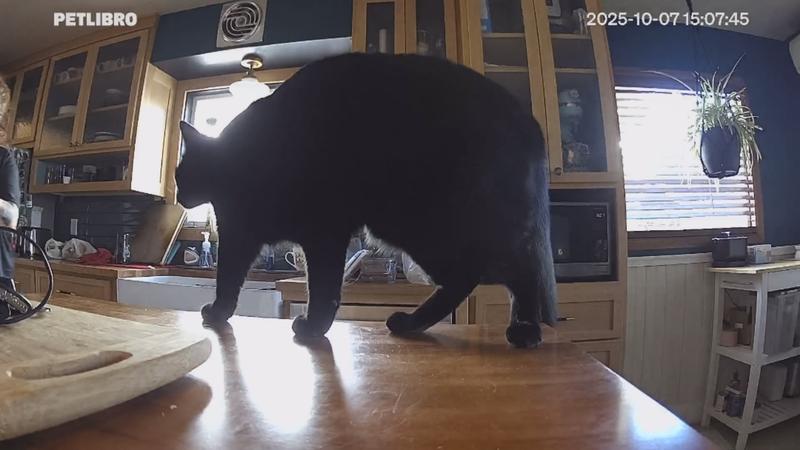 The pictures are clear even in lowlight conditions