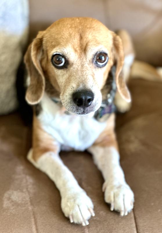 Bella-12 years