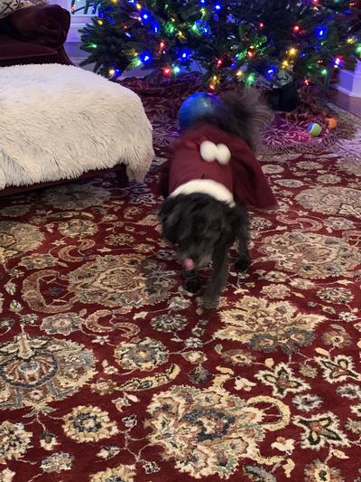 Sadie In her Christmas dress!