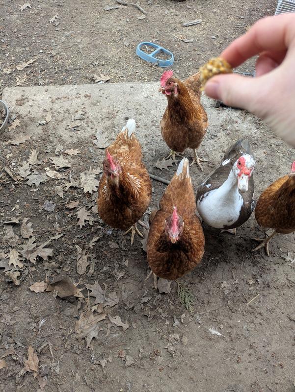 The girls impatiently waiting