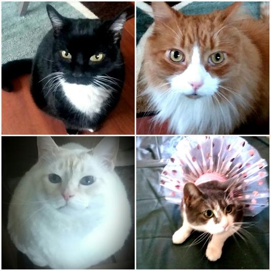 Top the boys: Mushu & Chase. Bottom Diamond & Princess