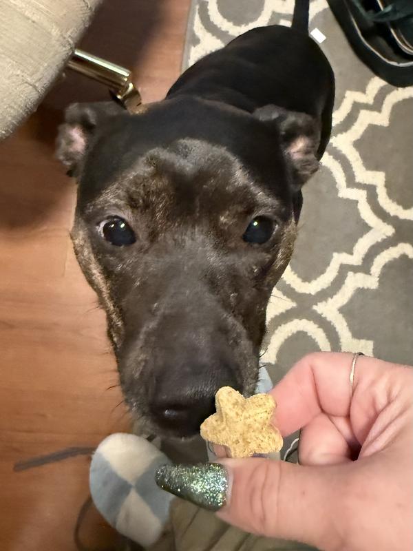 Kiva is a 40lb pit mix for treat size reference