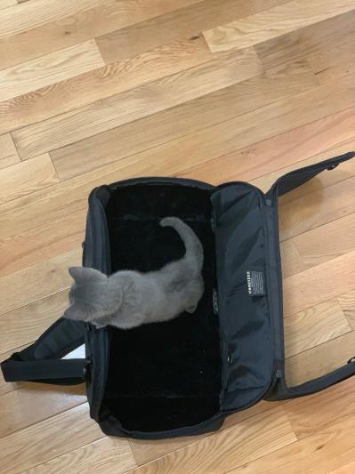SLEEPYPOD Air In-Cabin Dog & Cat Carrier, Jet Black - Chewy.com