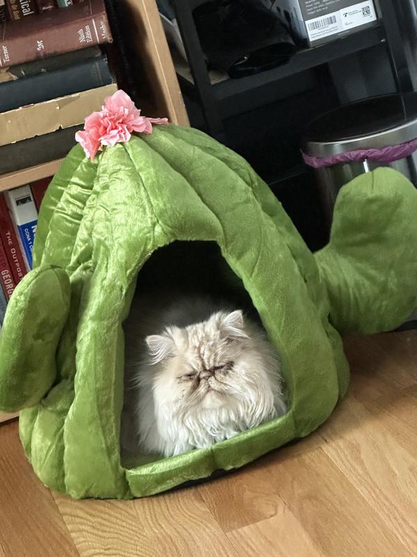 Fiona enjoying her new cactus