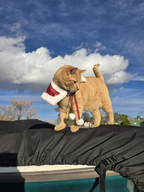 Christmas Day! Full belly! Thank you Purebits!