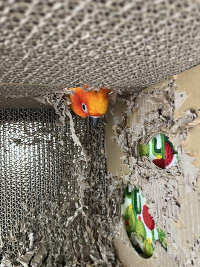 My bird loves this thing, but really wish you could buy refill inserts