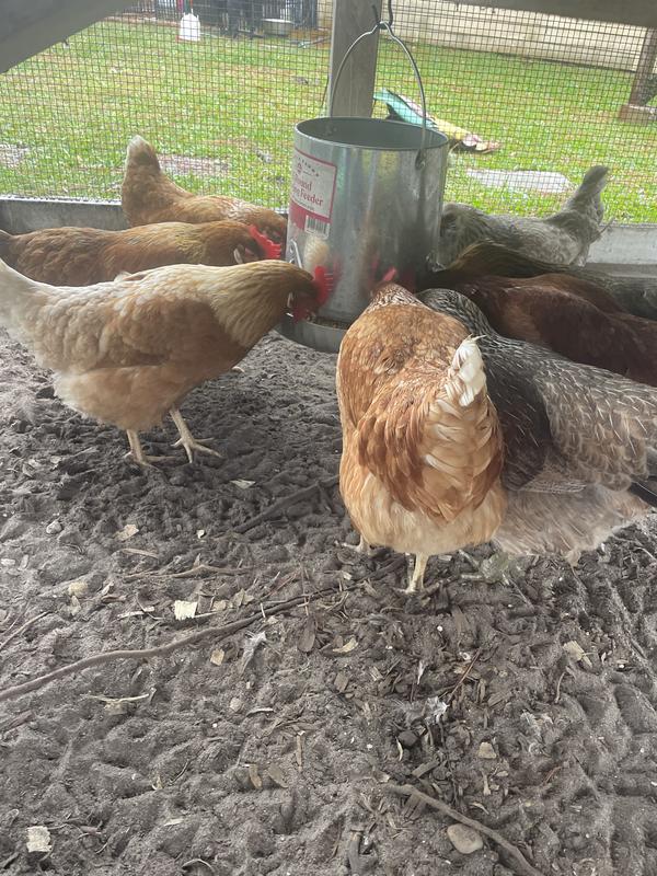 Hungry chickens