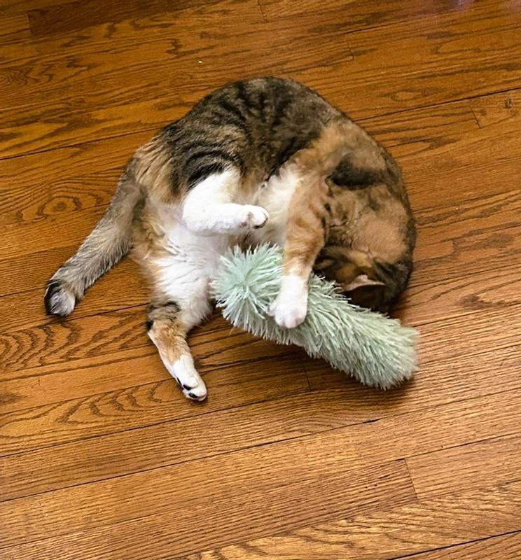 Willow approves! ❤️