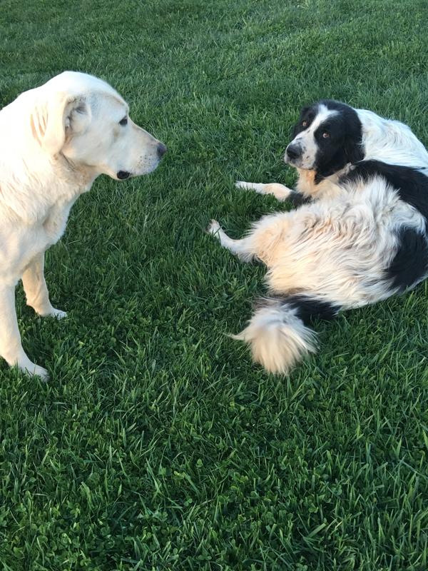 Our Anatolian shepherd and Karakachan