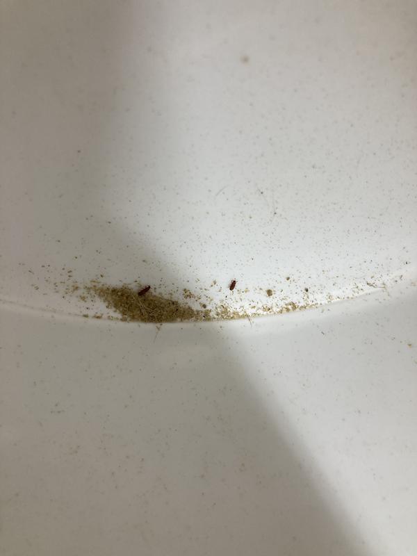 Weevils