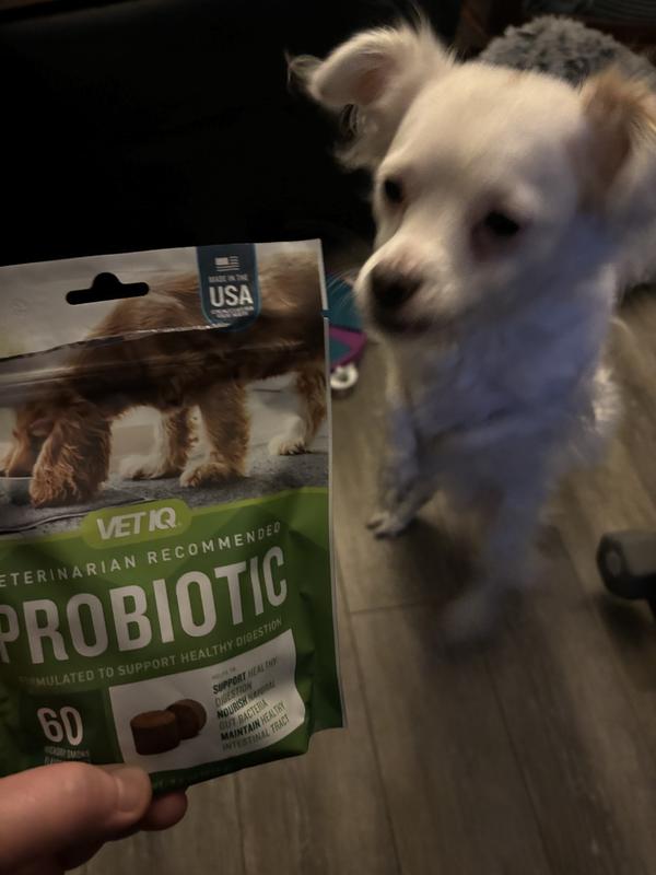 Carter Can't Wait for his Probiotic Chew!