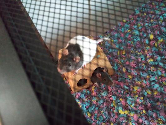 Pixie and Dixie