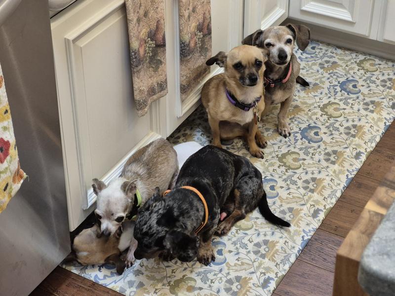 I am the reddish brown one looking right at you.