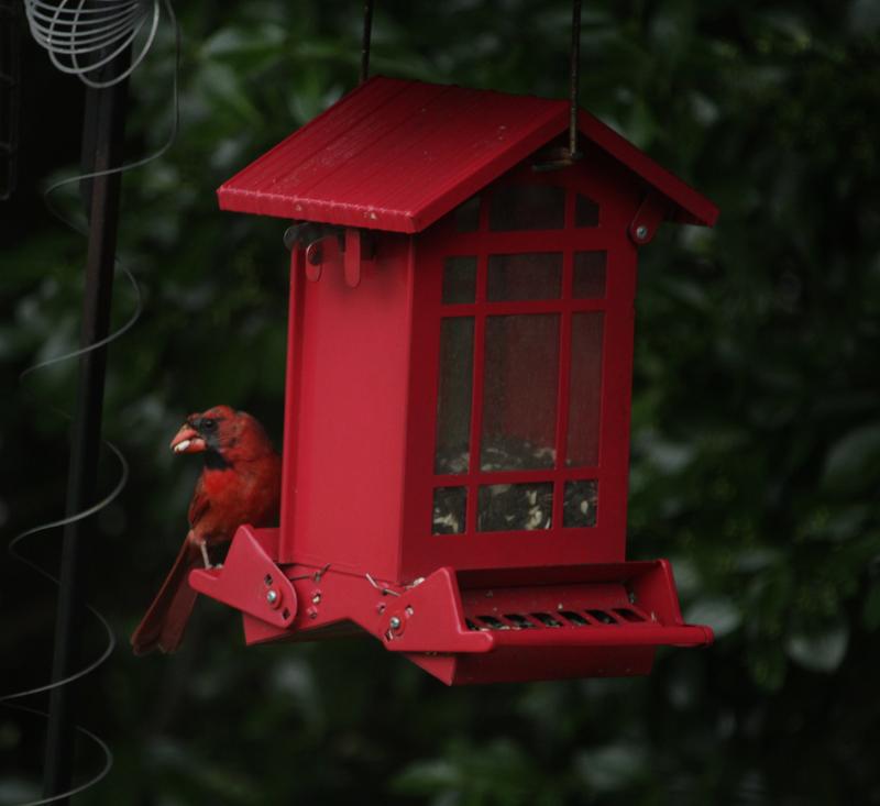 Male cardinal who not only was a little soggy from the rain, but appears to be molting as well.