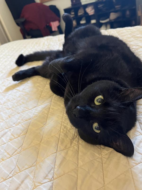 Samantha the diva. Rescued