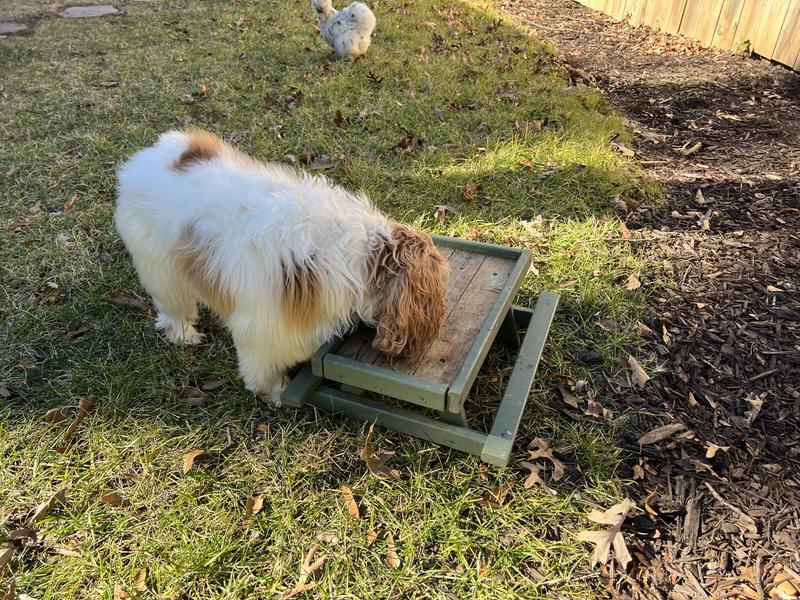 Even the dog came to lick the plate