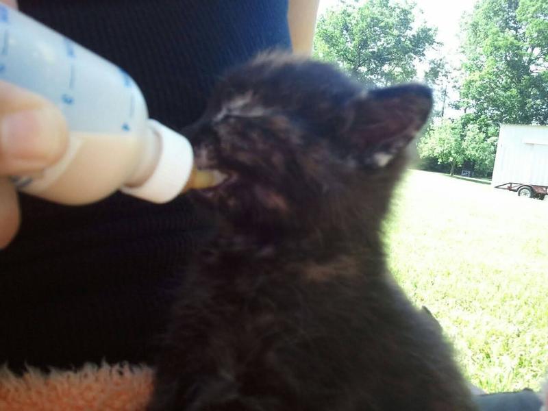 Cleo as a baby after I rescued her from a gas station