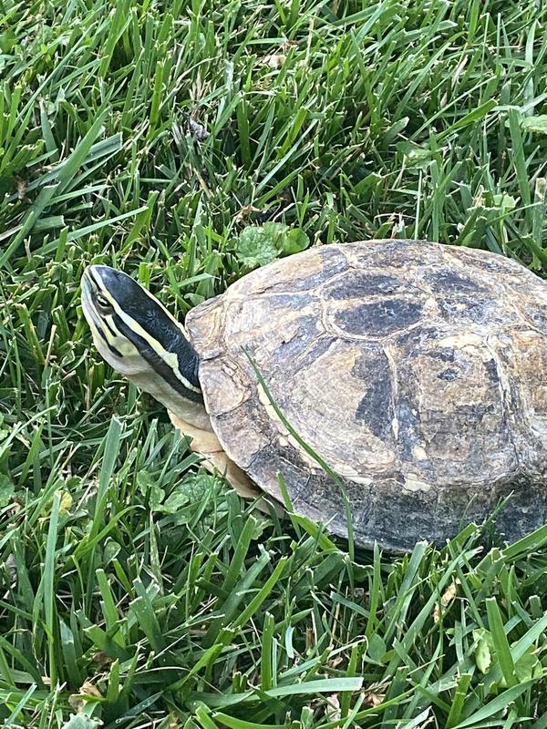 Pokey, our Asian Box Turtle, taking a stroll outside.