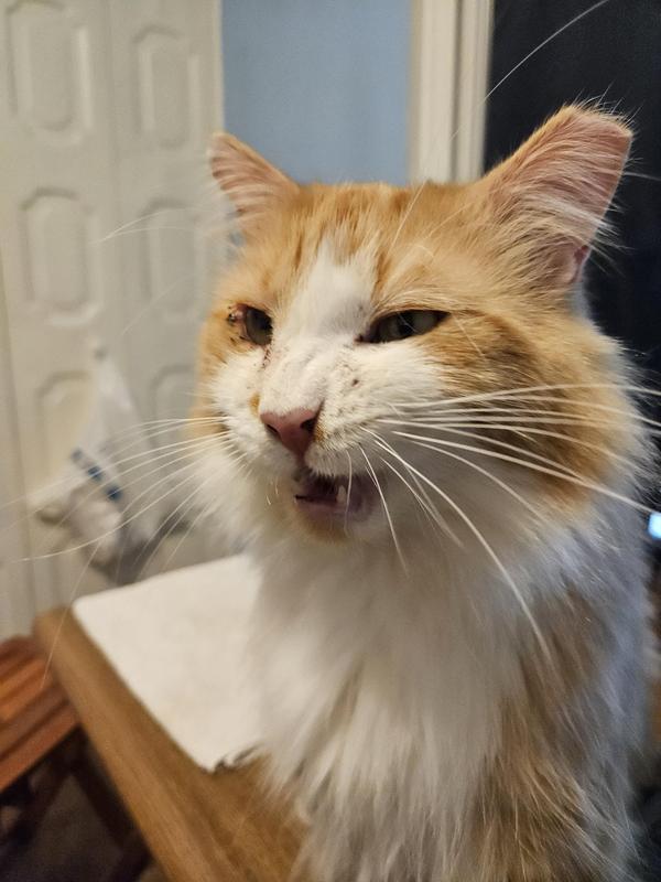 Creamsicle expressing an opinion