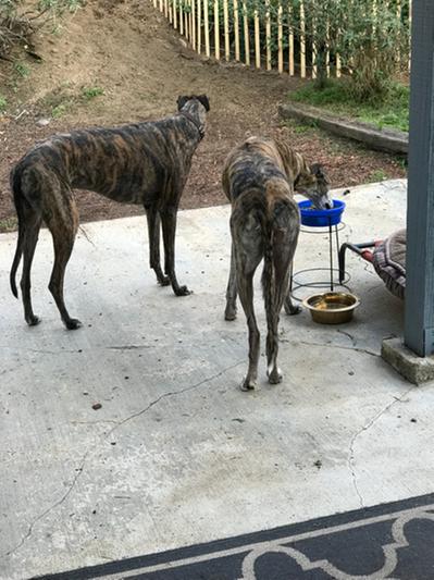 Raised dog deals bowls for greyhounds