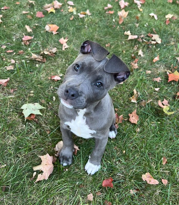 Keeps Lola’s barking to a minimum