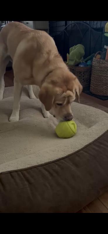 Rhett playing with his new toy!