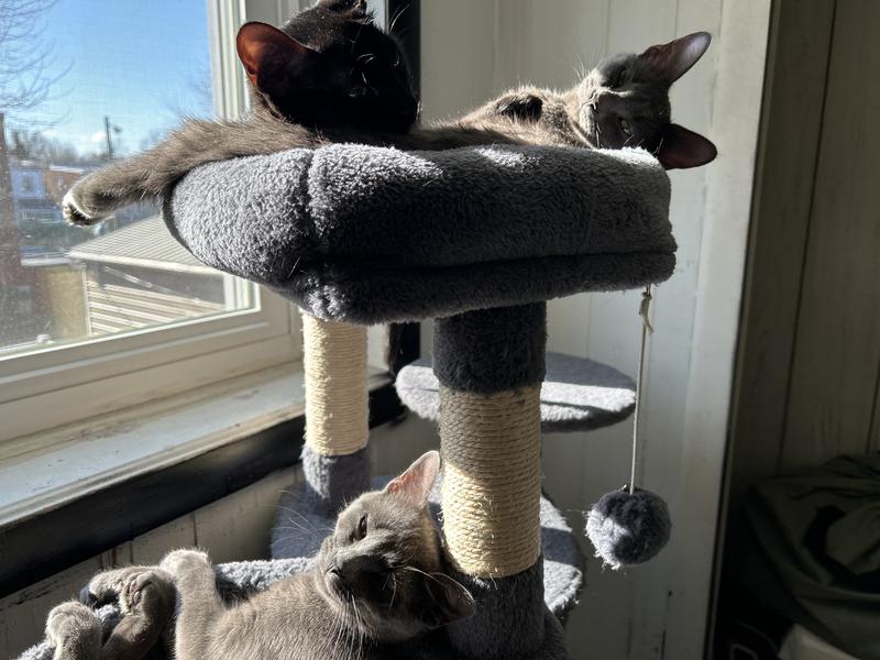 They love to sun after getting brushed