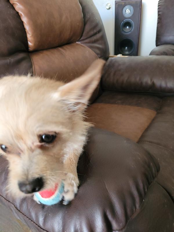 Zeek and his tiny tennis ball