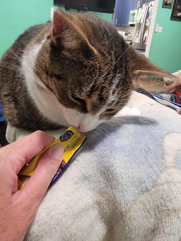Cat enjoying her treat