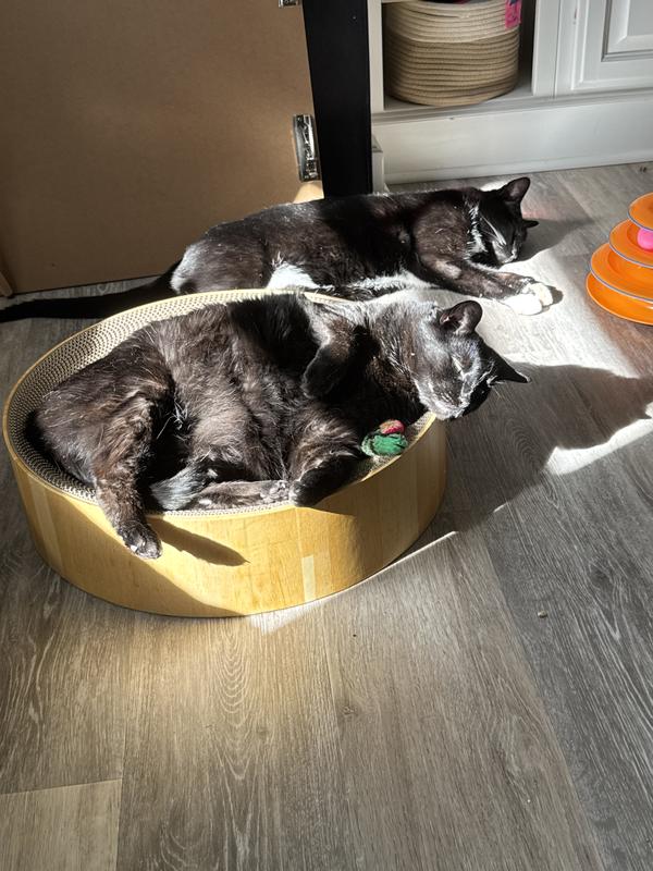 Scratcher bowl plus sun = irresistible