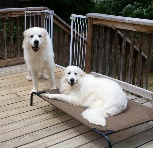 Bella Grace, my tripod and her foster brother Bogart