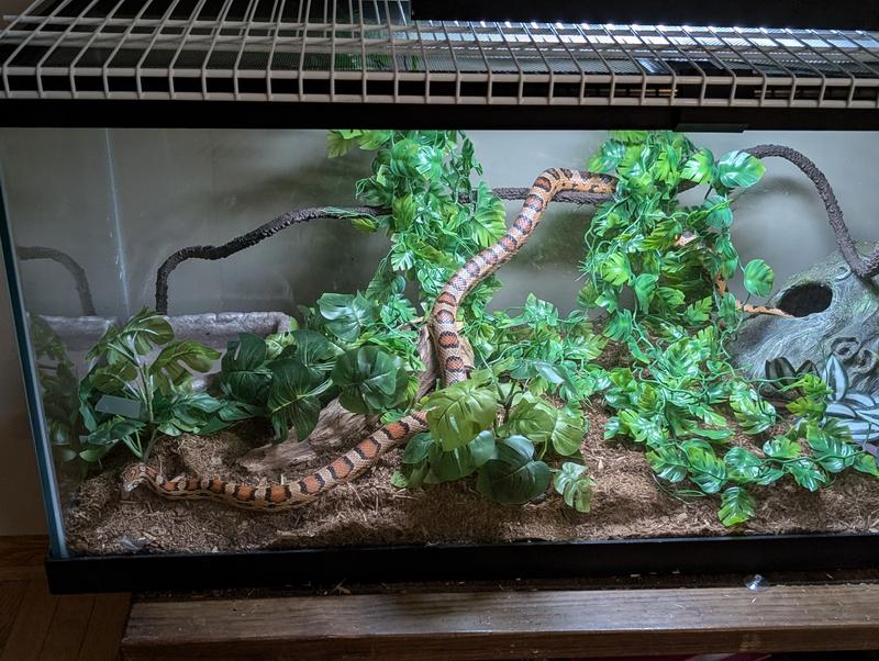 Corn snake climbing on it