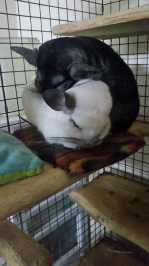 My sleeping babies lol