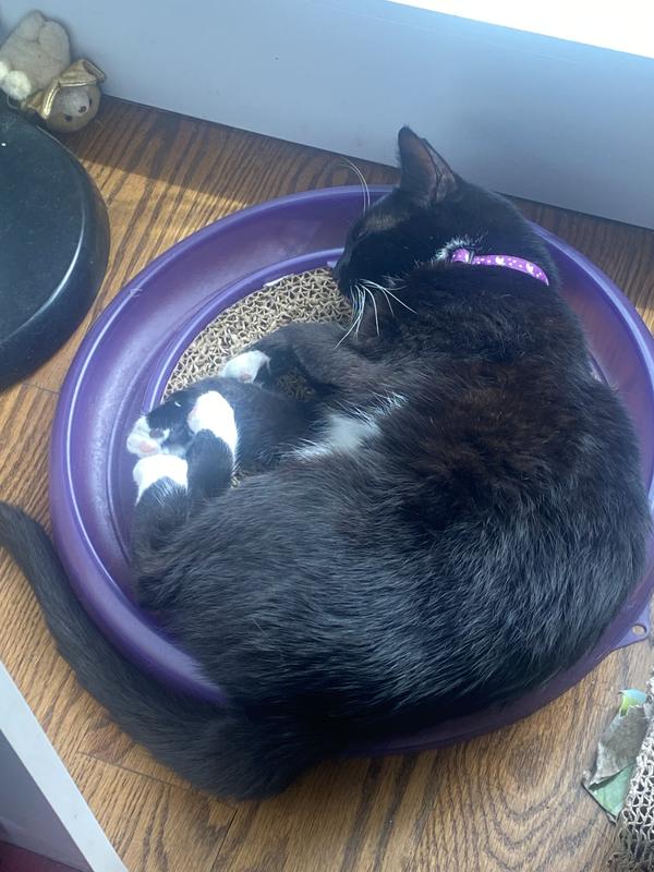 Discontinued BERGAN Star Chaser Turbo Scratcher Cat Toy, Color Varies